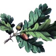 The Oak Tighes Hill Logo Logo